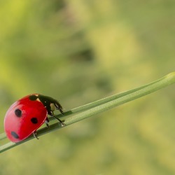 FIT-Zählung: Helfen Sie uns, bestäubende Insekten zu zählen